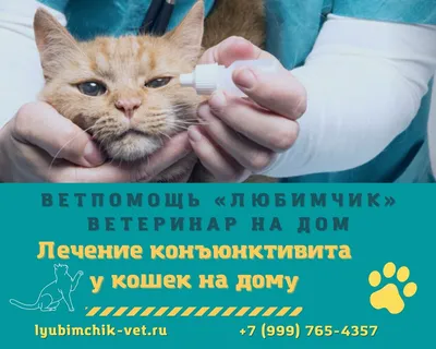 Заметили выделения из кошачьих глаз? Как лечить и профилактировать  конъюнктивит! | Будни ветеринарного врача | Дзен