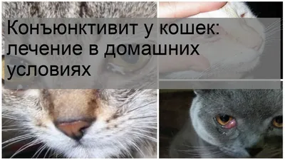 Конъюнктивит у кошек: чем лечить вирусный конъюнктивит в домашних условиях,  причины и симптомы