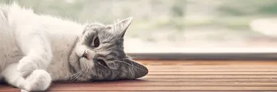 Симблефарон у кошек: причины, симптомы, лечение