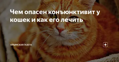 Дерматит у кошек: виды, симптомы, лечение | Блог зоомагазина Zootovary.com