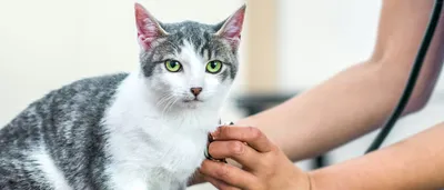 Кальцивироз у кошек: симптомы, схема лечения, прогноз