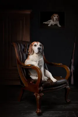 Лучшие фото собак выбрали на конкурсе фотографии Dog Photography Awards 2021