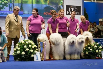 КОНКУРС ПАР - выставка собак Победитель Риги ♢ BEST IN SHOW - ZooExpo 2017  FCI CACIB Dog Show - YouTube