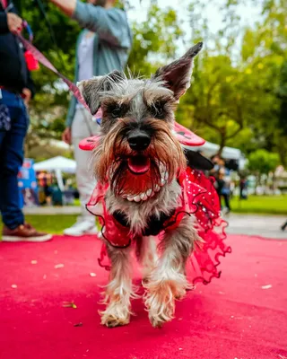 Весенний костюмированный конкурс для собак | Окно в Перу | Дзен