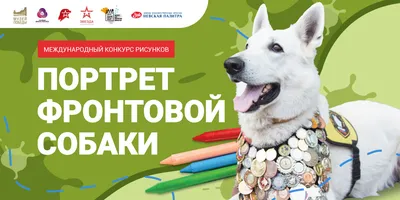 Международный конкурс рисунков «Портрет фронтовой собаки»
