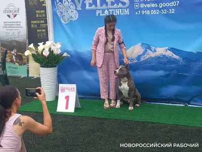 Конкурс нарядных собак - сильные и независимые женщины в восторге