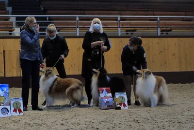 Конкурсы на выставке собак - Ребенок и собака - Юный хэндлер - Best in Show  - Чемпионат IKU - YouTube