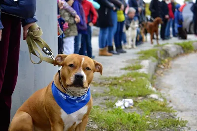 Конкурс собак-лизунчиков. Фото 796 | Тематическая галерея на Sobaki.pro