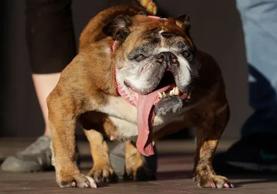 В Выксе прошли соревнования по дрессировке собак