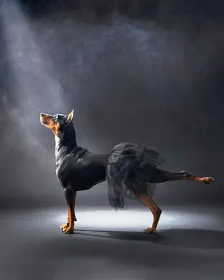 В Калифорнии выбрали самую некрасивую собаку мира: фотогалерея