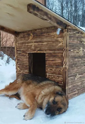 Будка Ferplast DOGVILLA 60 для собак (87252799) купить