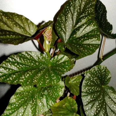 Бегония коралловая (Begonia corallina)