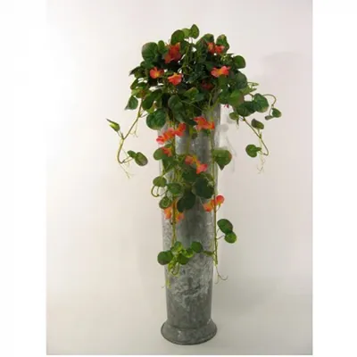 Begonia corallina | Коллекционные растения