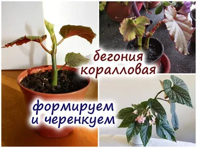 Бегония элатиор, коралловая - Botanic Craft | Цветы и растения в Хабаровске