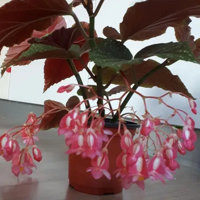 Бегония коралловая (Begonia corallina) | Страница 12