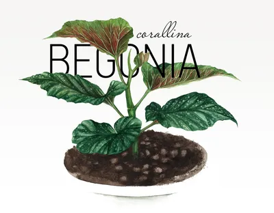 Бегония коралловая (Begonia corrallina luzerna)