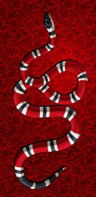 Коралловая змея во всей красе: скачать фото в формате JPG
