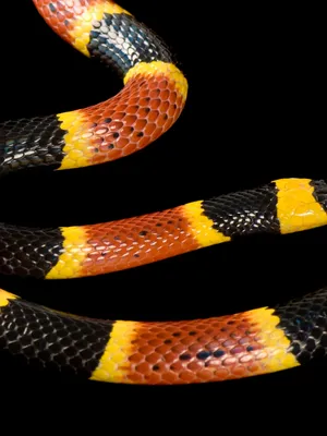 Живая красота: фото коралловой змеи в формате WebP