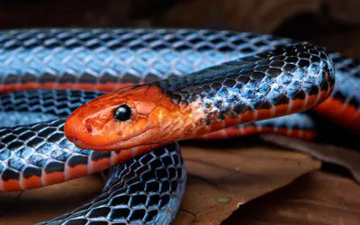 Фото коралловой змеи: великолепные картинки для вашего удовольствия