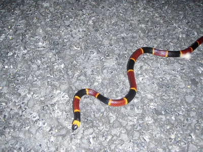 Коралловая змея во всей красоте: фото для скачивания в хорошем качестве