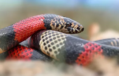 Удивительная коралловая змея: бесплатные изображения в хорошем качестве