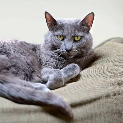 Фото Корат кошки, которые придадут стиль вашим обоям