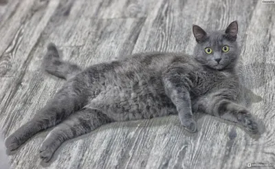 Привлекательные фотографии Корат кошек в различных размерах
