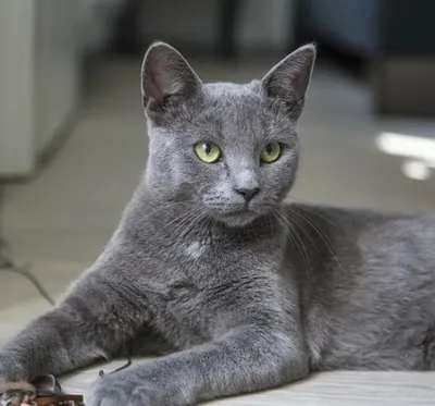 Замечательные картинки Корат кошек для бесплатного скачивания
