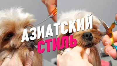 Стрижки собак йорков в Малаховке: 114 грумер с отзывами и ценами на Яндекс  Услугах.