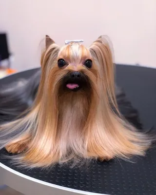 https://vogdog.com/ru/the-asian-style-of-grooming-yorkshire-terriers-beauty-and-convenience/