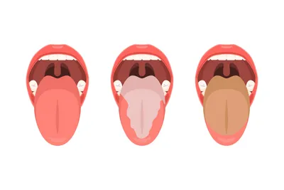 Анатомия : Язык. Строение языка. Мышцы языка. Иннервация, кровоснобжение  языка.