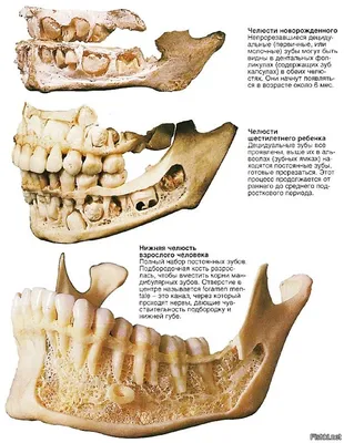 Откуда у взрослых молочные зубы? | Стоматология Доктор Мартин | Дзен
