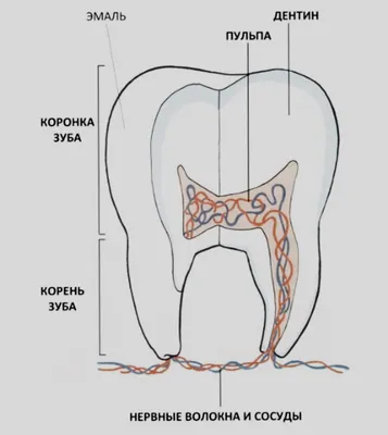 Молочные Зубы: Схема, Структура и Внешний Облик Резцов и Клыков у Детей
