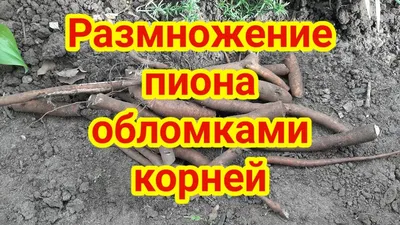 Обломки корней пионов дали почки через 1,5 месяца / New buds on peony roots  fragments - YouTube