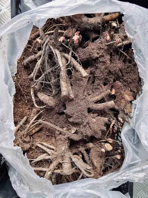 Пион уклоняющийся, Марьин корень (50 семян). купить, отзывы, фото, доставка  - ОКЕАН-СП