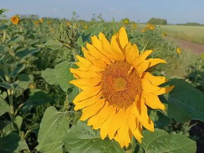 Продам/купить корни подсолнечника, Украина, Запорожская обл — Agro-Ukraine