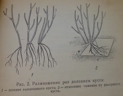 красная роза лежит на белом фоне. корень красной розы Стоковое Изображение  - изображение насчитывающей головка, кровопролитное: 271988689