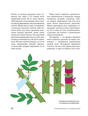 Продаю корни роз Миниатюрки 300 сом/корень: Договорная ➤ Розы | Бишкек |  102023718 ᐈ lalafo.kg