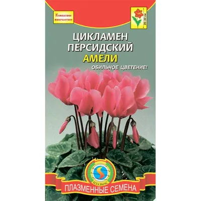 Цикламен комнатный Нежно-Розовый D15 купить в Москве