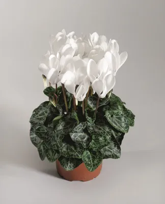 Цикламен (лат. Cyclamen), d 14 | Flowers Valley