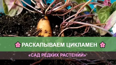 Европейский цикламен или альпийская фиалка