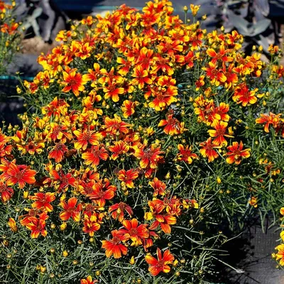 Кореопсис мутовчатый (Coreopsis verticillata `Zagreb`) - Кореопсис  мутовчатый - Кореопсис - Многолетники - Каталог - LESKOVO-PITOMNIK.ru