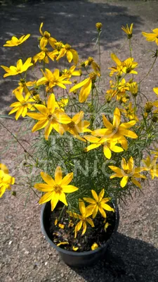 Кореопсис мутовчатый (Coreopsis verticillata `Mango Punch`) - Кореопсис  мутовчатый - Кореопсис - Многолетники - Каталог - LESKOVO-PITOMNIK.ru