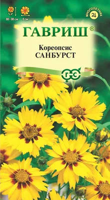 Кореопсис мутовчатый Загреб: купить в Москве саженцы Coreopsis verticillata  Zagreb в питомнике «Медра» по цене от 520 руб