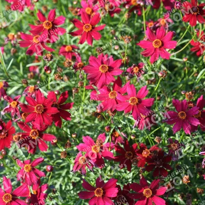 Кореопсис мутовчатый. (Coreopsis verticillata) купить в интернет-магазине  ЦВІТСАД с доставкой по Украине