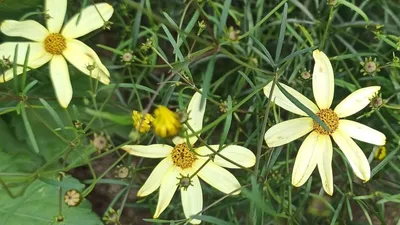 Кореопсис мутовчатый — солнечный многолетник для бедных и сухих почв.  Выращивание, сорта, использование в дизайне. Фото — Ботаничка