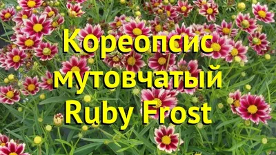 Coreopsis verticillata L., Кореопсис мутовчатый (World flora) - Pl@ntNet  identify