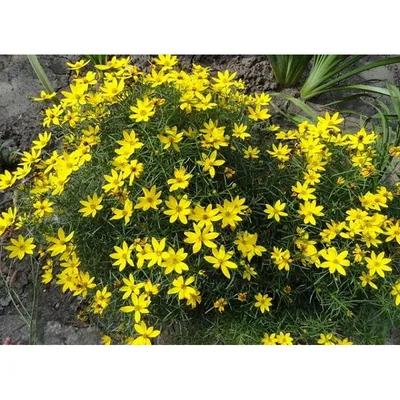 Кореопсис мутовчатый (Coreopsis verticillata `Ruby Red`) - Кореопсис  мутовчатый - Кореопсис - Многолетники - Каталог - LESKOVO-PITOMNIK.ru