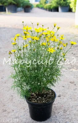 Кореопсис мутовчатый Руби Фрост. Краткий обзор, описание coreopsis  verticilata Ruby Frost - YouTube