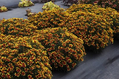 ᐅ Кореопсис мутовчатый \"Загреб\" (Coreopsis verticillata \"Zagreb\") купить по  цене производителя ✓доставкой почтой в магазине ❀Пролисок❀ Украина -  Интернет-магазин «Пролисок» - садовые растения почтой